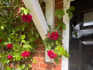 A Beautiful Rose...- click for photo gallery